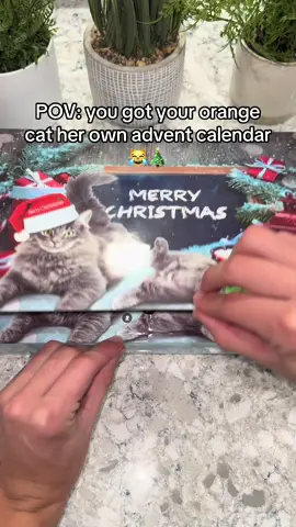 Every orange cat needs their own advent calendar… 😭 actually make it every car #cat #kitty #catsoftiktok #fyp #viral 