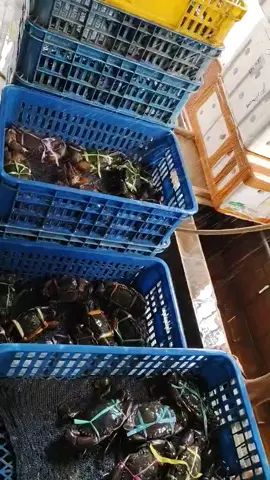 #kepiting #kepitinghidup  #frees 