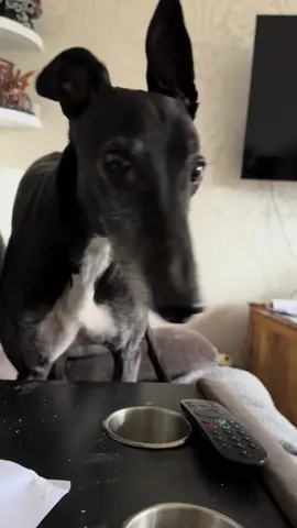 Had a little Good morning chat…. He had to get down for an extra fuss… I just love him #extra #greyhounds #lovedogs #cutegreyhound #lifeofadog 