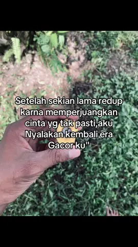 #fyp #petaniindonesia🇮🇩🇮🇩🇮🇩🌿🌿 #perintisbukanpewaris #patani #sawitontiktok 