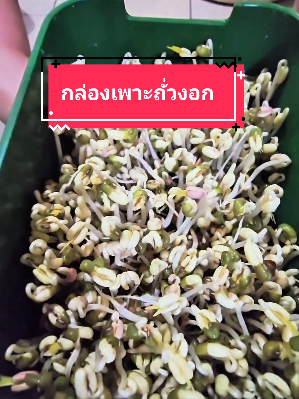 กล่องเพาะถั่วงอกแบบไม่ต้องใช้ดิน เพราะเองง่ายๆ 2-3 วันก็สามารถประกอบอาหารได้เลย#กล่องเพาะถั่วงอก 