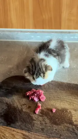 Лопает полным ходом ☺️#мотылёк🦋 