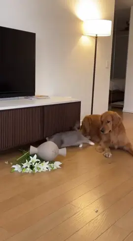 This cat does this again…#cat #funnyanimals #sora2 