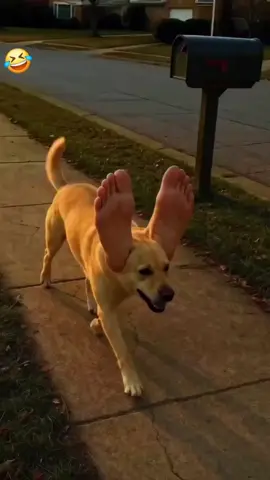 #funnyvideos #funny #Funny #comedy #joke 