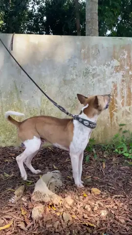 #fyp #porbi_sumbar #dog #masukberanda 