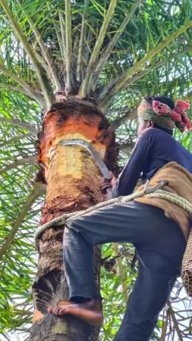 ২য় ধাপের গাছ চাচ দেওয়ার কাজ চলছে। #গ্রামবাংলা #village #foryou #onthisday 