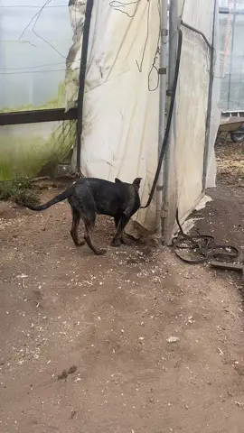 5. Monat die Entdeckerphase ist präsent und Max der Meinung bei den Hühnern gelten keine Regeln.  Also gehen wir einige Schritte zurück und festigen das gelernte.  Welpen hinterfragen und testen Grenzen.  #welpenphase #entdeckerphase #training #hühner