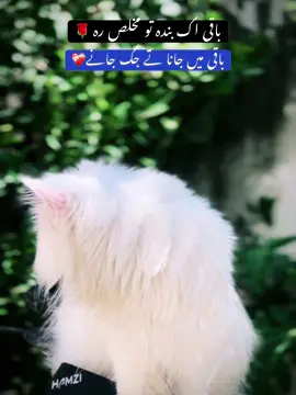 Mention 🌸👨‍❤️‍💋‍👨 #dontunderreview #foryoupage #viralvideo #trending #poetry 