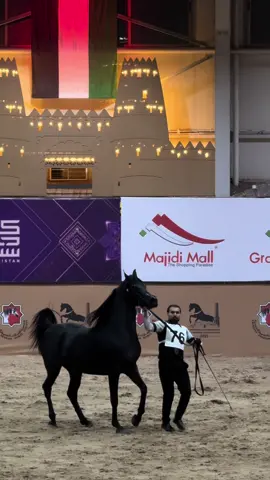 OM EL SULTAN (EKS ALIHANDRO BY MARWAN AL SHAQAB - OM EL SULTAN BU WH JUSTICE)  Instagram: @abas_balivand  #abas_balivand #اسب #kurdistan #iran #erbil  
