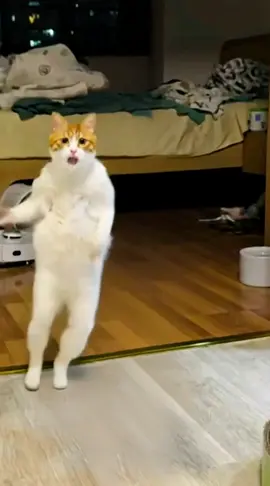 #funny #funnyvideo #cat #catdance #petdance 