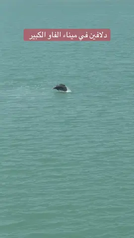 #ميناء_الفاو_الكبير #البصرة #كربلاء #بغداد #اكسبلورexplore 