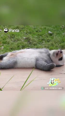 My vacation sleep vibe: No alarm, all sprawl. #panda #fyp #cute #cutenessoverload #sleep #Love