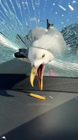 Funny seagull #seagull #animals #funnyvideo #foryourpage #fyp 