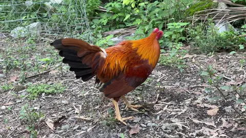 Hàng hiệu #gatresamsam #cubanmy 