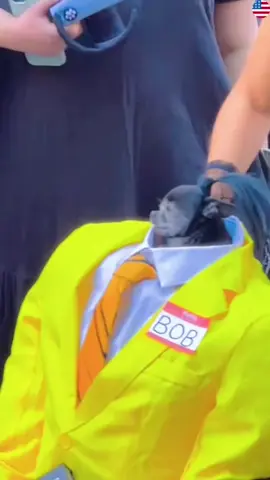 Funny Halloween dog costumes#pet #dog#cute#funny#fyp 