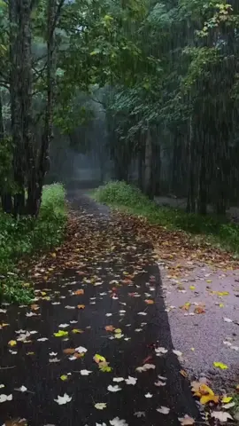 Có những ngày lòng mình như những cơn mưa chẳng thể làm gì ngoài việc rơi xuống 🎋🌸⛈#xuhuong #xuonghuongtiktok #phongcanhtrangian 