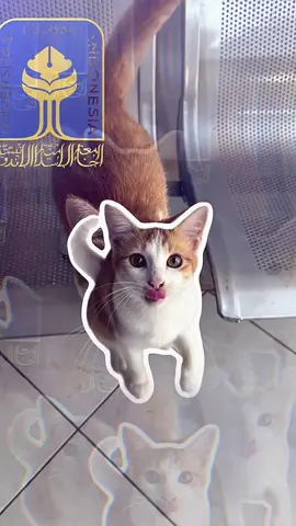 Iyen FISB  Anak Fisb Wajib ketemu iyen nich imutz banget. #kucing #uiiyogyakarta #uii #kucingtiktok #masukberandafypシ   