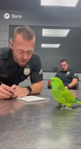 The Crime Scene Witness 😎🦜 #funnyparrot #viral #comedy #fyp #tiktokviral 