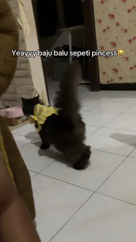 Bajunya kekecilan dikit, harusnya ukuran L😹