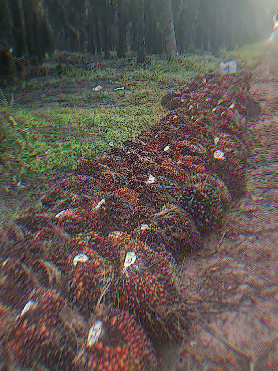 Membalas @pala_bpkkau  ketawa lah sama dirimu karna kamu belum sanggup😏 #sawit 