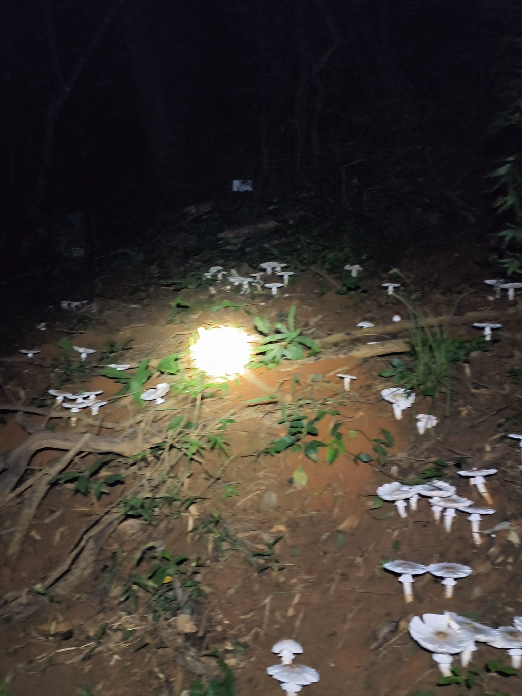 เสียดายหมายนี้ก็บานอีกแล้ว เห็ดโคนหลวง😅 #ก๊อตจิ   #เพจก๊อตจิหาเห็ดป่าธรรมชาติ 