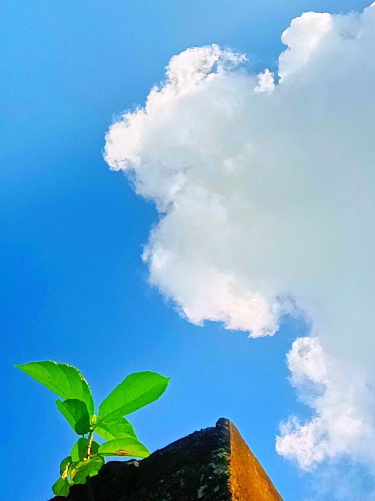 গাছটি কেমন জায়গায় হয়েছে 