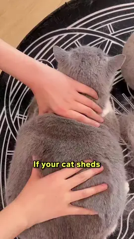 Shedding So Much You Could Make Another Cat?! 😹🪶 CLICK THE LINK IN BIO and get this Misty Brush today to control your cat’s shedding easily! 🐾