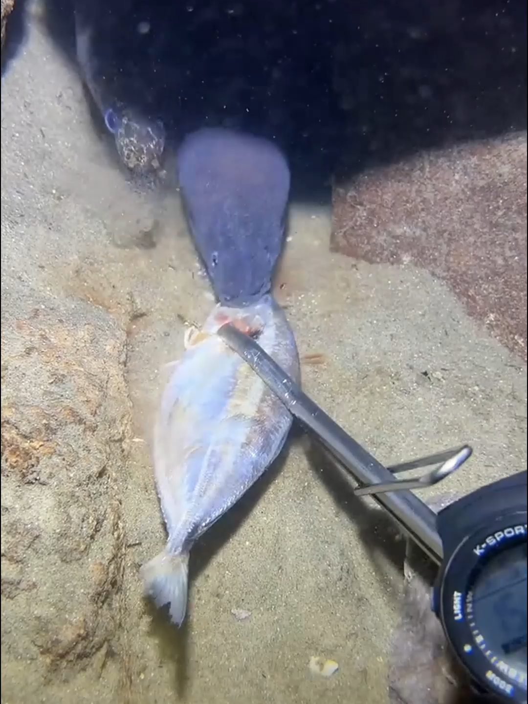 #fishing #eels #diving #crab #lobster #beach #deepsea #nemo #catchthesea #nature #sea