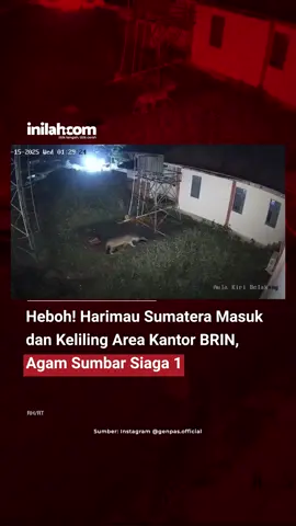 Balai Konservasi Sumber Daya Alam (BKSDA) Sumatera Barat menetapkan status siaga satu usai seekor harimau sumatera (Panthera tigris sumatrae) terekam CCTV masuk ke area kantor BRIN di Koto Tabang, Palupuh, Agam, pada Rabu (15/10) dini hari. 