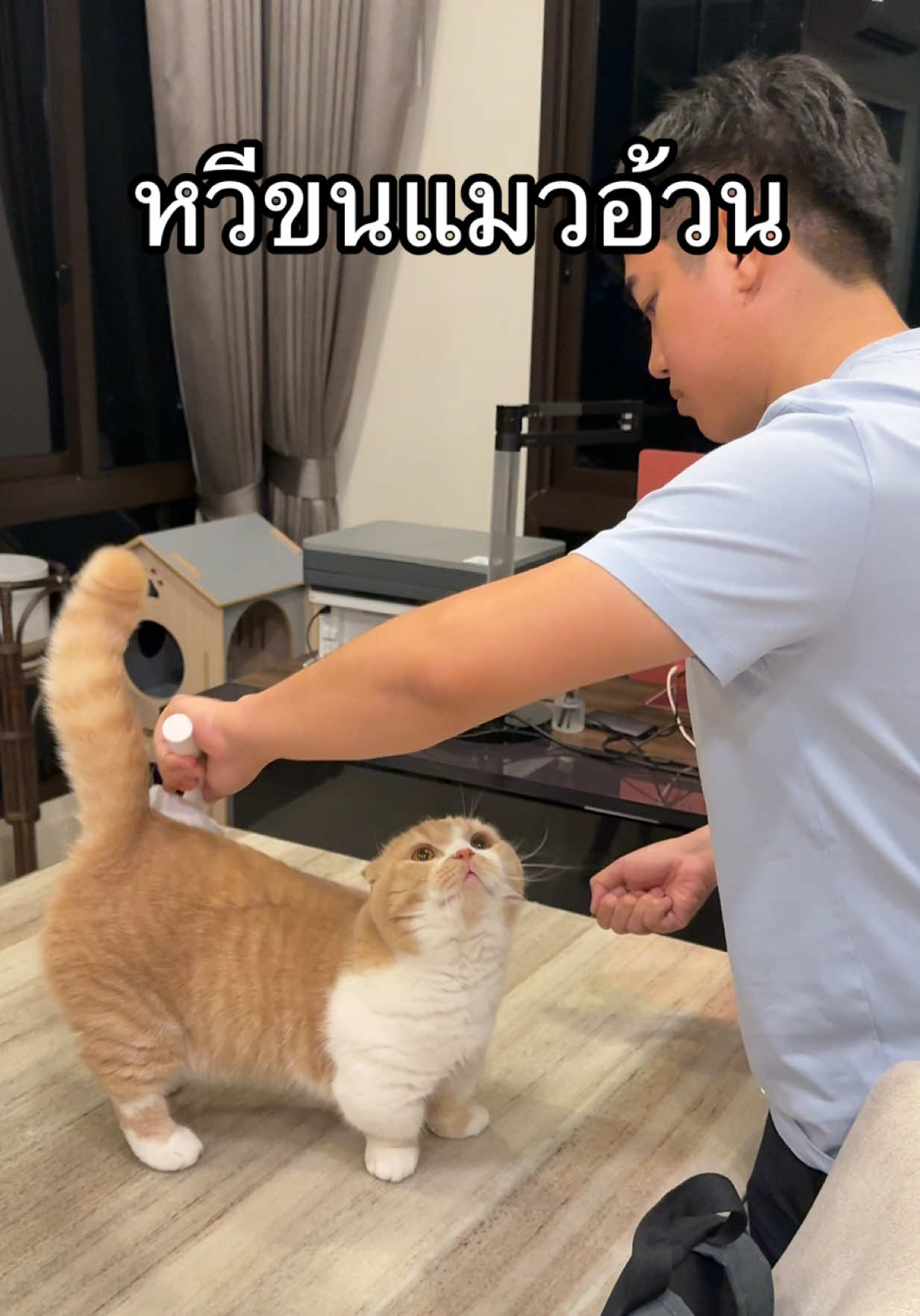 หวีแมวอ้วน #ฟองนมแมวยืน #แมวอ้วน #แมว #แมวน่ารัก #ทาสแมว 