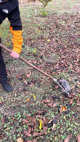 Збір волоського горіху під «Золотаву Осінь» легко та без зусиль 🍂#горіхи #сад #волоськийгоріх 
