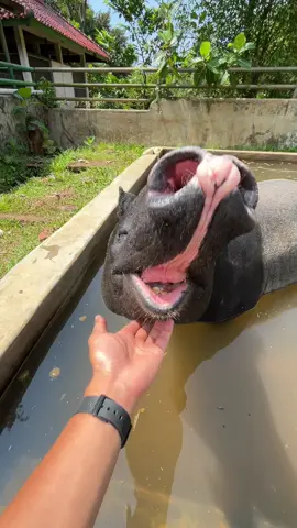 Keliatan banget bahagia nya 🥰😍 #ragunanzoo #ragunan #hewanlucu #fyp #tapir 