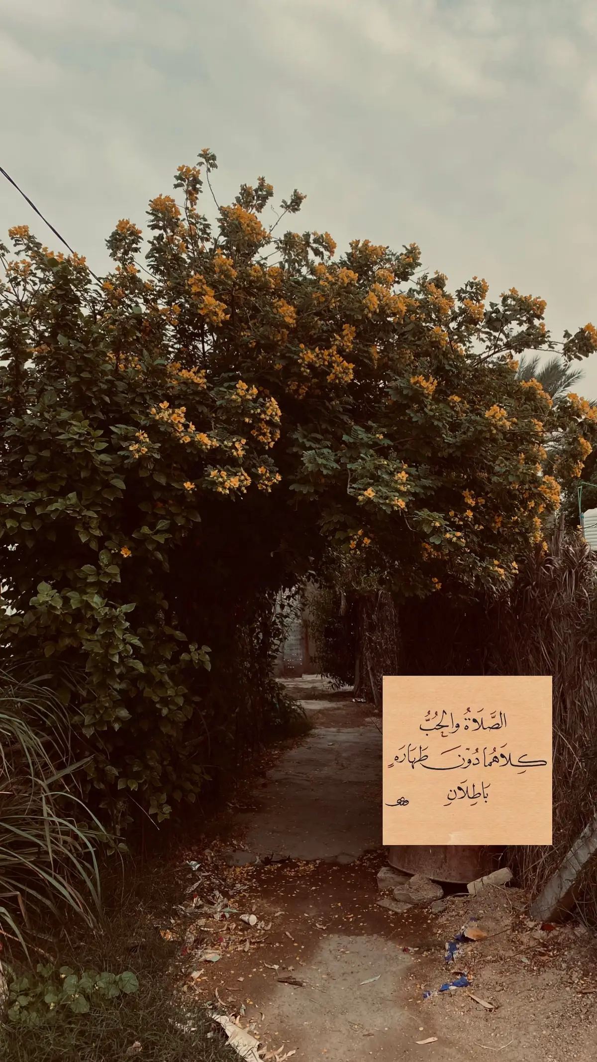 #امجد #iraq #fyp #foryou #foryoupage 