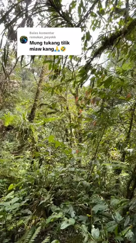 Membalas @remukan_peyekk untunge udu ketemu miaw gede😭#slametbaturraden #jalurjuangbaturaden #mtslamet3428mdpl #pendakigunungindonesia 