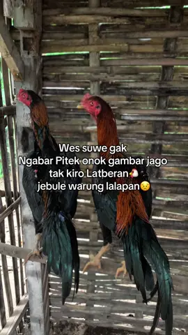 Neyeng sayangg😣😣😣 #fyp #ayambangkoksuper #ayamindonesia #ayampama #ayammangon 