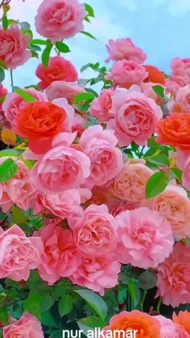 #nourr_alkamar #مساء_الحب_والسعاده #💫⭐💫⭐💫⭐💫⭐💫⭐💫⭐💫⭐💫 #🌹🌹🌹🌹❤️❤️❤️❤️👉 #############