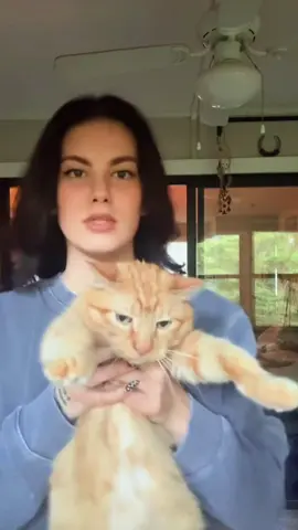 Meet the orange criminal 🐾😂 #Cat#Cats#Kitten#Kittens#Meow