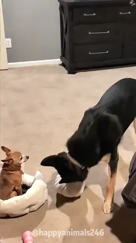 When I have two dogs🐶😂#dog#funny #funnyvideos#fypツ #funnydogs 