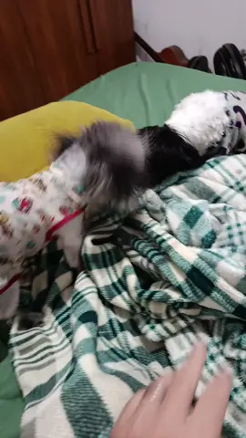 🐾 “Acordei cheio de energia! Quem disse que a cama não é lugar de brincadeira? 😂☀️ #bomdiaaa  #bagunçamatinal  #momentodebrincadeiras  #shihtzulife  #fofurademais ”