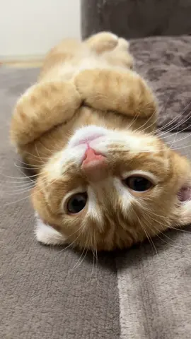 なぁ〜んでこんなに可愛いの。笑っちまうぜ〜。#仔猫 #猫 #ヘソ天 #おやすみ #可愛い #スコティッシュフォールド 