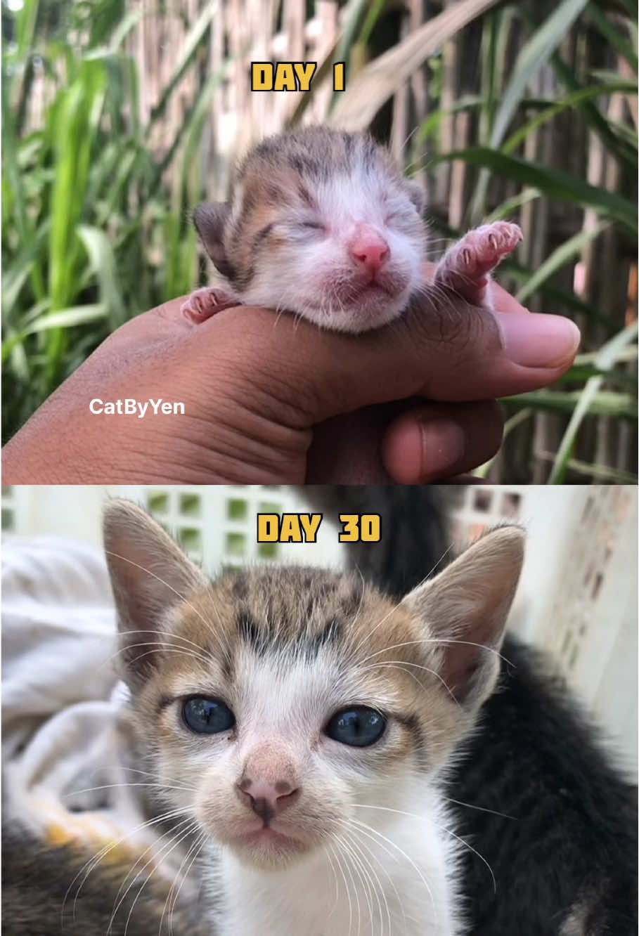 #1 Timelapse kucing day 1-30 #kucing #kitten #kucingtiktok 