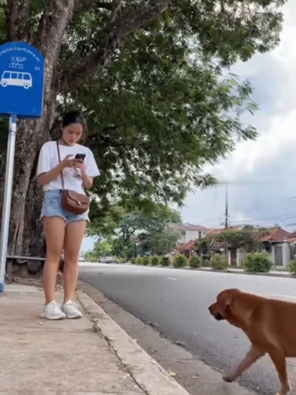 ❤️ Amazing Animal Instinct: The Dog Senses Danger Before Humans Do!