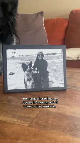 That’s the end of that. #dogmomlife #funnydog #denverdogs 