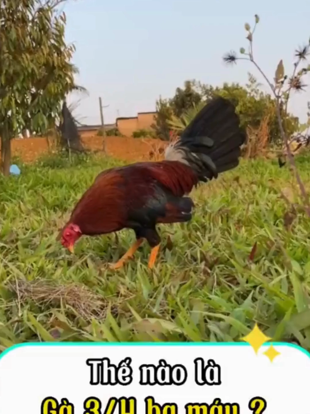 Gà 3/4 ba m#xuhuongtiktok