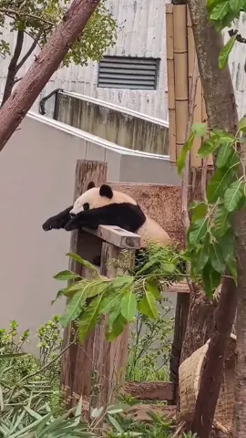 The giant pandas 🐼 looks exactly like me when I get up early for work.😅😅😅😅#panda #life #cute #foryou #fyp 