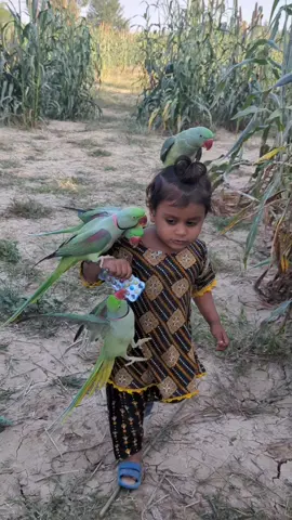 Aliza Jangal Short 3 #Aliza #parrot #cute 