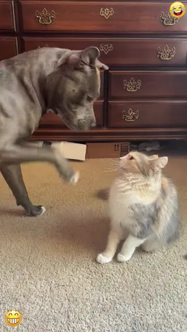 Dogs are afraid of cats 😂😂 #fyp #funnymoments #tiktok #dogs #cats 