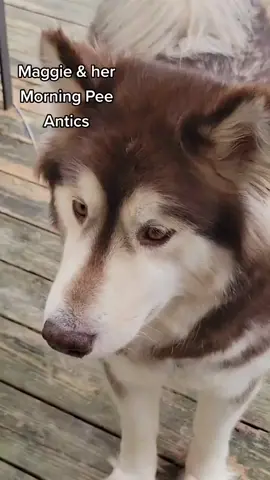 Maggie is such a thief. #maggiemalamute #rescuedogs #malamute #dogoftheday #viraldogs 