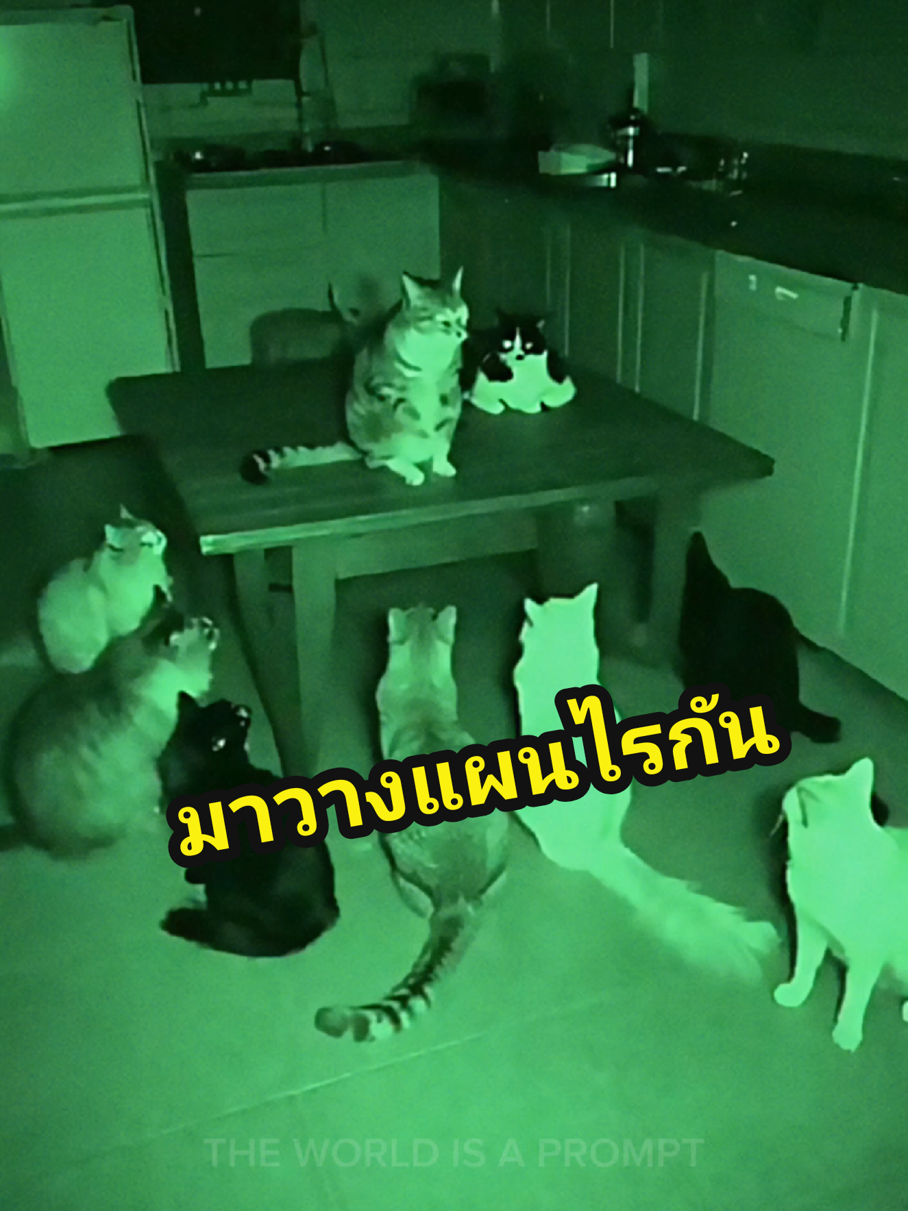 ไอแป๊ะวางแผนทำไรป่ะเนี่ย😂😂 #แมว #แมวน่ารัก #แมวดื้อ #แป๊ะ #แมวเหมียว 