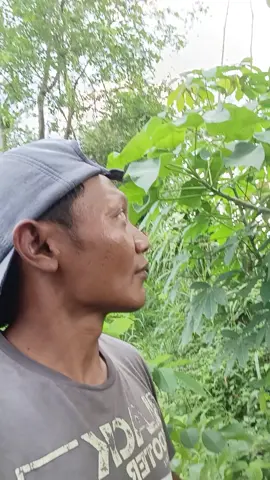 eksplorasi hutan #eksplorasihutan #petualanga#forest 